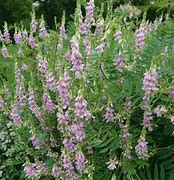 Image result for Galega hartlandii (x) Duchess of Bedford