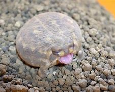 Image result for Frog Yawn