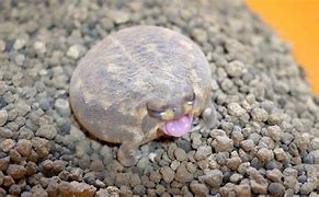 Image result for Rain Frog Yawn