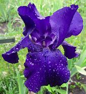Image result for Iris Blue Luster (Germanica-Group)