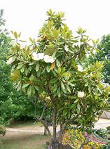 Image result for Magnolia grandiflora