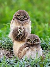 Image result for Most Adorable Baby Animals Owl
