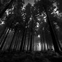 Image result for 2K Background Wallpaper Dark Forest