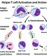 Image result for Linfocitos Cells at Work
