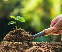 Image result for A Tree Planted a Day