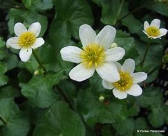 Image result for caltha