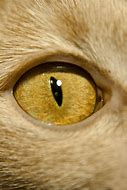 Image result for Crying Cat Eyes Meme