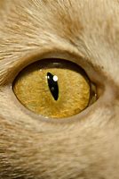 Image result for Fishing Cat Eyes