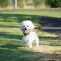 Image result for What Is the Most Cutest Dog in the World