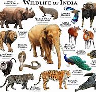 Image result for Animals You Need to Have with a License in Indiana