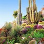 Image result for Ornamental Cactus Identification