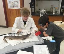 Image result for Scientist Dissecting