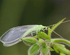 Image result for "green-lacewing"