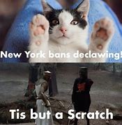 Image result for New York Cat Meme