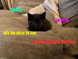 Image result for Meme Be Nice Kitty