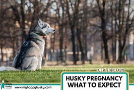 Image result for Jenna Husky Expecting