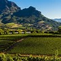 Image result for Wine Yard Cape Town