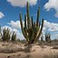 Image result for Columnar Thornless Cactus