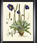Image result for 8X10 Botanical Prints