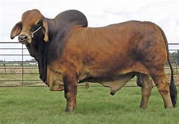 Image result for Beaf Cattle