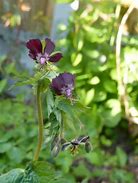 Image result for Geranium phaeum Lilly Lovell