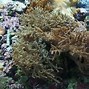 Image result for Large Pieces of Coral