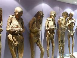 Image result for Guanajuato Mummy