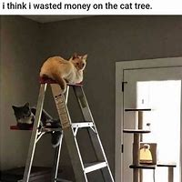 Image result for Ladder Cat Meme