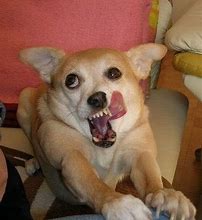 Image result for derp face dogs