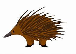 Image result for Echidna Animated