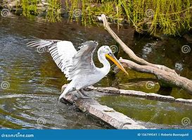 Image result for Pelican Flying Swamp