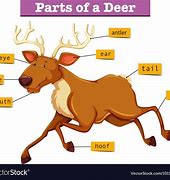 Image result for Reindeer Body Parts