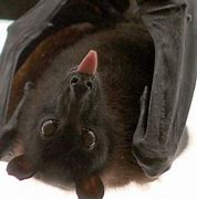 Image result for Bat a Rat