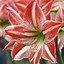 Image result for How to Grow Amaryllis Bulbs