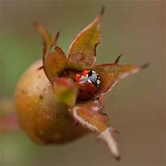 Image result for October Ladybug Indiana