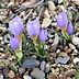 Image result for Crocus chrysanthus Ladykiller