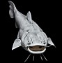Image result for 3 Meter Flathead in Black and White