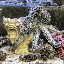 Image result for Octopus Moving