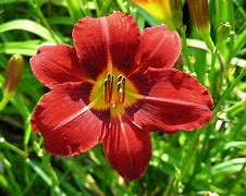 Image result for Hemerocallis Red Rum 