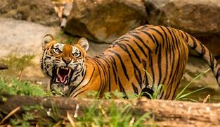 Image result for Champawat Tiger