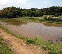 Image result for 田んぼの水の枯渇