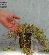Image result for Persicaria vaccinifolium