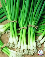 Image result for Sack of Onions Bock