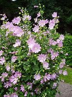 Image result for Lavatera First Light