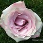 Image result for Blush Rose Flower