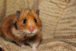 Image result for Brown and White Hamster