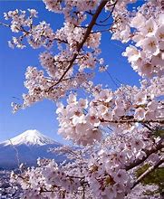 Image result for Fuji Flower