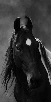 Image result for Black Horse Head
