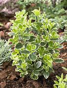 Image result for Euonymus japonicus Kathy