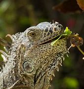 Iguana Eat Plants 的图像结果